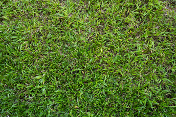 Green grass background texture. Green grass texture background. Top view of bright grass garden
