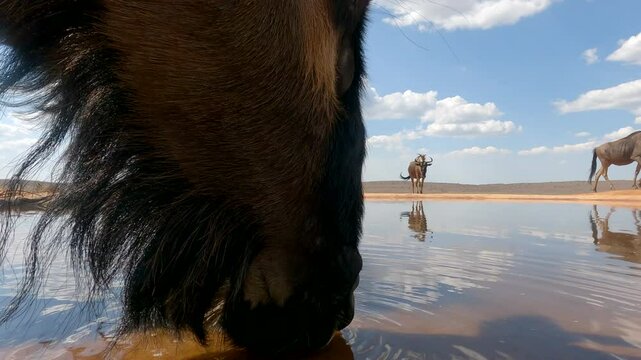 Extreme closeup POV of brindled gnu (blue wildebeest) drinking from waterhole