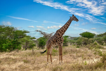 The giraffe is a species of artiodactyl mammal, from the Giraffidae family, native to Africa.