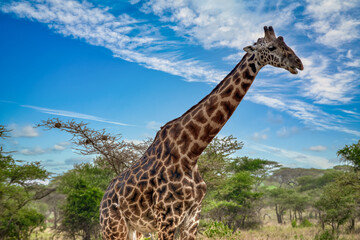 The giraffe is a species of artiodactyl mammal, from the Giraffidae family, native to Africa. © Joan Vadell