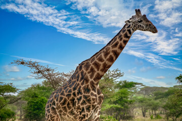 The giraffe is a species of artiodactyl mammal, from the Giraffidae family, native to Africa.