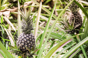 pineapple growing in the garden