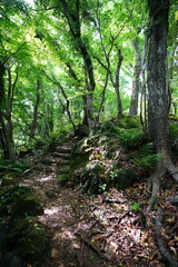 fine spring path in the gleaming sunlight