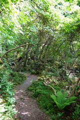 Fototapeta premium fine spring path in the gleaming sunlight