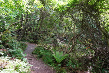 Fototapeta premium fine spring path in the gleaming sunlight