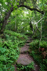 spring path through wild forest