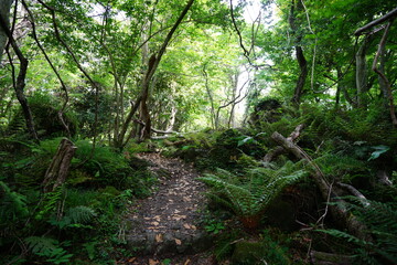 Obraz premium spring path through wild forest