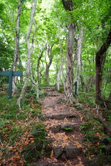 fine spring path in the gleaming sunlight