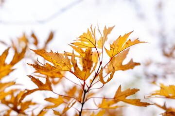 Colorful autumn leaves, gold and red maple leaves. Colorful autumn leaves. Natural background.