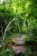 Fototapeta premium fine spring path in the gleaming sunlight