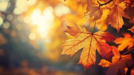 Fototapeta premium Vibrant Autumn Maple Leaf in Sunlight