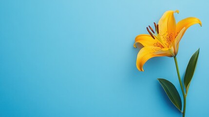 Obraz premium Single Yellow Lily on Blue Background
