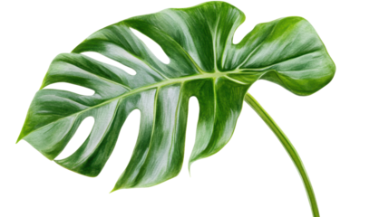 Lush Green Monstera Leaf Isolated White Background