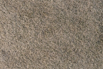 冬枯れし藁色になった芝生