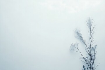 Obraz premium Minimalist Peacock Feather with Text Space on White Background