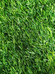 Green grass texture. Close-up of the surface of a green lawn. Fresh grass carpet. Green field wallpaper