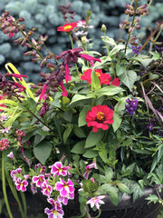 Hanging flower baskets with variety of purple petunias and other flowers. 
