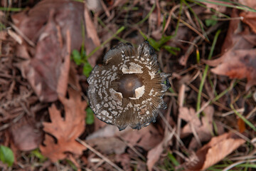Mushroom Coprinopsis picacea close up top view. Specht-Tintling (Coprinopsis picacea, Syn. Coprinus picaceus)

