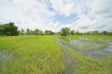 rice fields in isaan thailand during monsoon season.