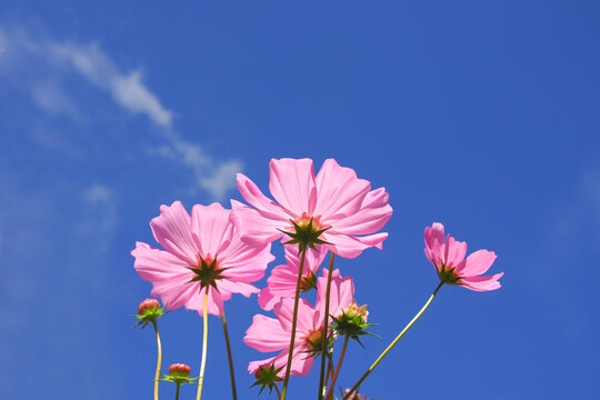 Beautiful pink cosmos flower on blue sky background