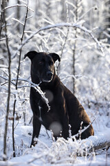 Dog sitting in snowy plants on sunny autumn day in interior Alaska.