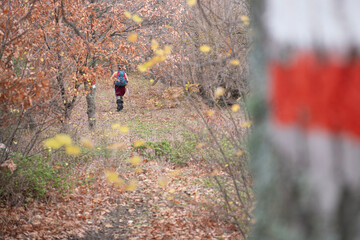 Groups trekking through the forest in autumn. People walking on green land. Mountaineering in...