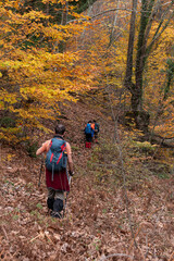 Groups trekking through the forest in autumn. People walking on green land. Mountaineering in...