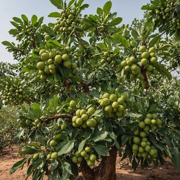 A shea tree with clusters of green shea fruits and broad leaves, standing on a clear white background.