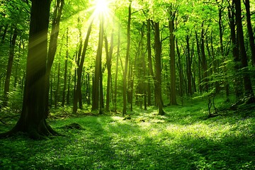 Fototapeta premium Sunlit Forest Landscape of Lush Greenery