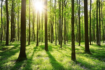Fototapeta premium Sunlit Forest Path: A Peaceful Nature Escape