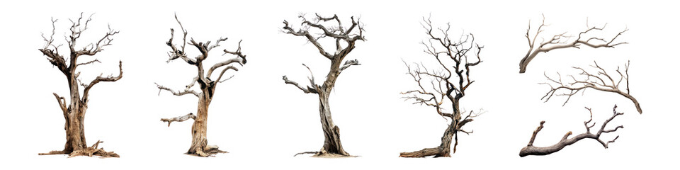 Dried tree png cut out element set, transparent background