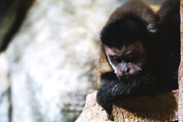 A capuchin monkey is resting and sleeping