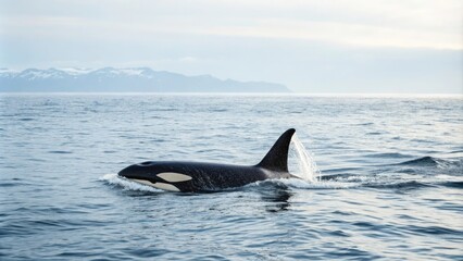 Naklejka premium A killer whale swims alone in a vast ocean on a white background, marine life, solitary animal