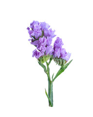 Obraz premium Macro shot of wavyleaf sea lavender, Beautiful flowers of Statice or Limonium Sinuatum flowers on white background with clipping path.