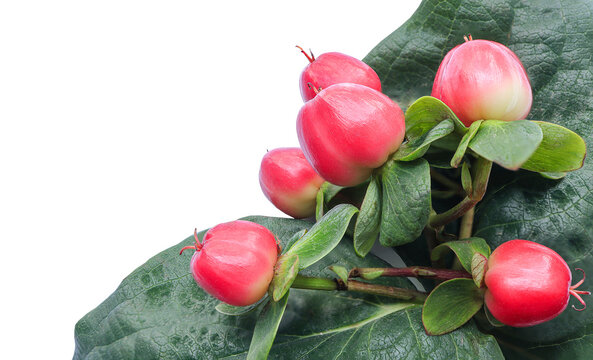 Close up of branch of Red hypericum berries, hypericum plant or Hypericum Magical Triumph on white background.