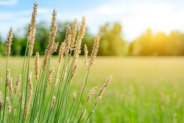 Fototapeta premium Golden Grass Stalks Against Bright Blue Sky and Warm Sunlight, Generative AI.