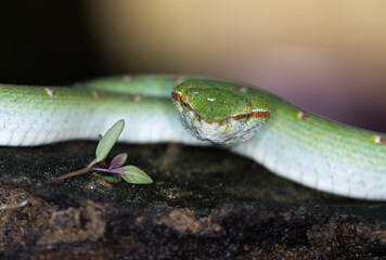 Green tropical venomous snake on a branch in Thailand