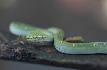 Green tropical venomous snake on a branch in Thailand