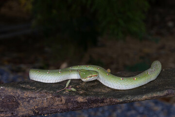 Green tropical venomous snake on a branch in Thailand