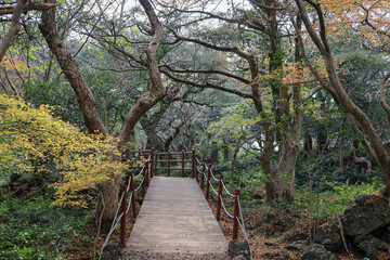  나무 사이로 지나가는 숲길 풍경 제주 제주시 구좌읍 평대리 비자림