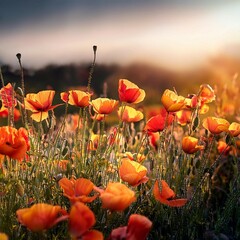 Obraz premium poppies in the field