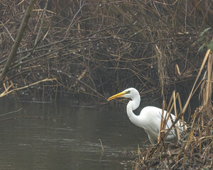 Silberreiher beim Frühstück