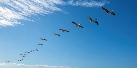 A group of birds flying freely in the sky on a sunny day with a clear blue horizon, outdoors, scenery