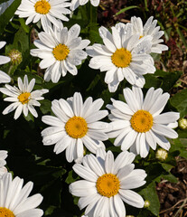 Obraz premium Fresh white daisies with dew droplets in sunny garden setting