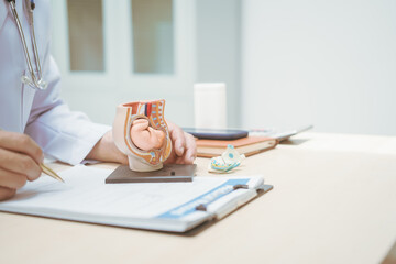 Male doctor at a hospital table, discussing pregnancy model, explaining fetal development over 9 months, from embryo to fetus, describing birth position, nail growth, and head nearing the cervix