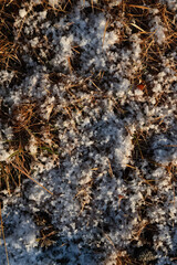 雪が降ったあとの霜のついた落ち葉