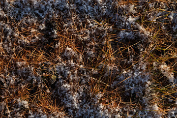 降雪後の霜のついた落ち葉