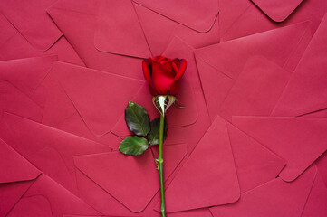 Red rose puts on red envelopes background for Mother and Valentine's day concept.