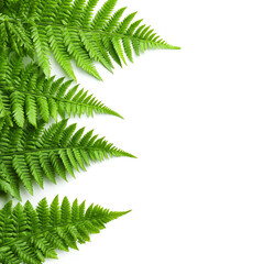 Lush green fern leaves gracefully arranged, set against a crisp white background, ideal for nature-inspired designs.