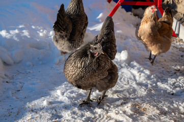 Hen outdoor walking in snow Kumla Sweden